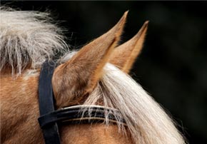 Le bien-être de votre cheval