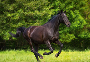 Comprendre une prise de sang du cheval