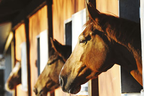 Changement regime chevaux