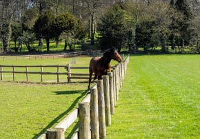 Quelles classes choisir pour des piquets pour clôture chevaux