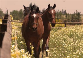 cloture pour chevaux