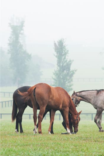 Pourquoi l’apport de fibres peut-il réduire le risque de coliques et de diarrhées chez le cheval ? Pourquoi l’apport de fibres peut-il réduire le risque de coliques et de diarrhées chez le cheval ?