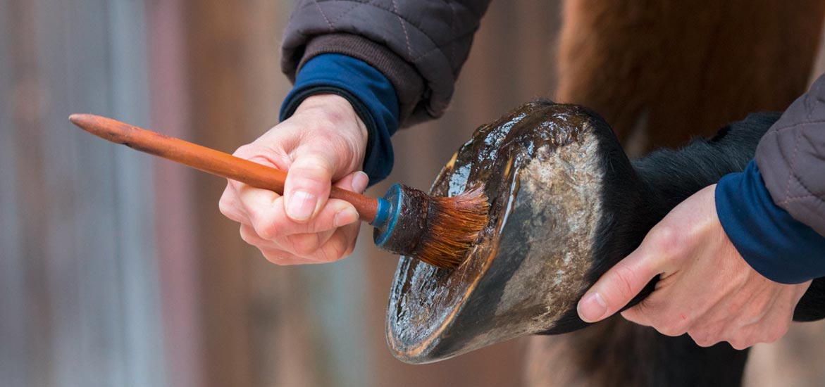 Comment entretenir les pieds de mon cheval pendant l’hiver ? Comment entretenir les pieds de mon cheval pendant l’hiver ?