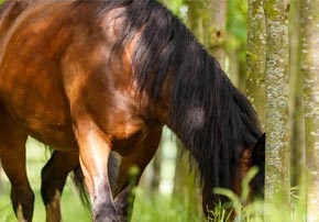 Comment nourrir un cheval après un épisode de fourbure ?