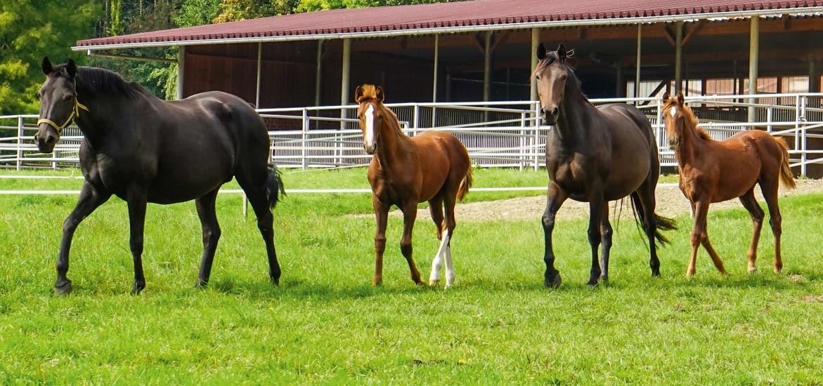 Comment préparer les pâtures de mes chevaux pour l’hiver ? Comment préparer les pâtures de mes chevaux pour l’hiver ?