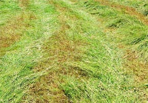 Comment produire un foin de qualité pour mes chevaux ?
