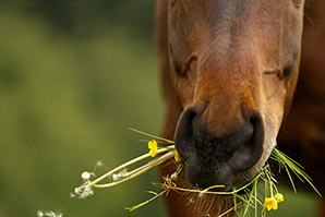 Conditionnement foin chevaux