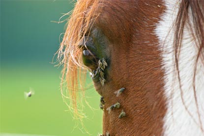 La conjonctivite chez les chevaux La conjonctivite chez les chevaux