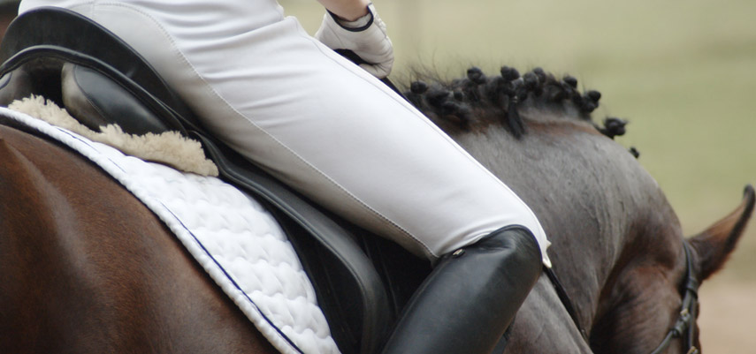 Le cornage : une cause de baisse de performance chez le cheval ? Le cornage : une cause de baisse de performance chez le cheval ?