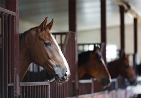 Cinq conseils pour bien nourrir son cheval !