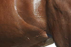 causes du coup de sang chez le cheval