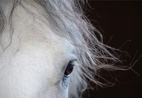 coupe poils chevaux