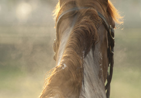 Coup de sang chez les chevaux