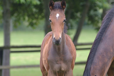 L’alimentation du jeune cheval
