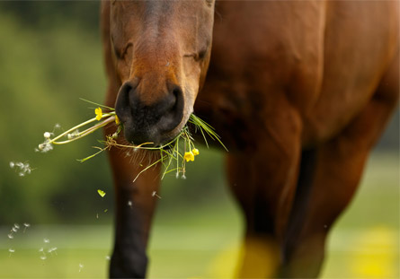 Fibres contre la diarrhées chez les chevaux