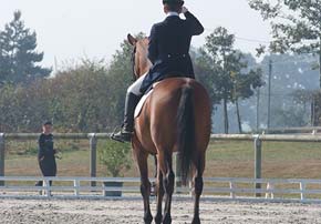 dressage chevaux