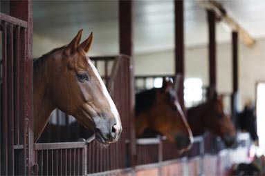 Alimentation du cheval emphysémateux