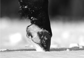 Pas de pied, pas de cheval ! Pas de pied, pas de cheval !s