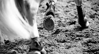 Bien entretenir les terrains entrainements chevaux