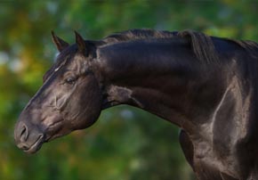 Équilibre de la ration : quelles sont les astuces pour que mon cheval ait une robe brillante ?