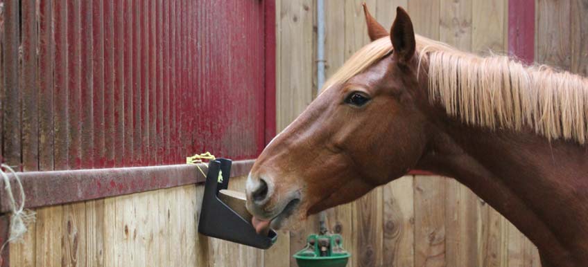 Est-il nécessaire de mettre une pierre à lécher à disposition de mon cheval ?