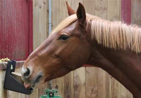 Quelles sont les solutions pour protéger mon cheval des insectes cet été ?