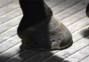 Comment choisir les fers des chevaux