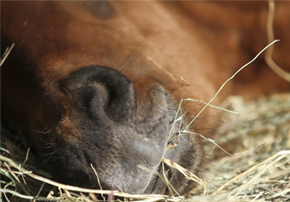 Quel foin pour votre cheval