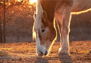 La fourbure chez les chevaux