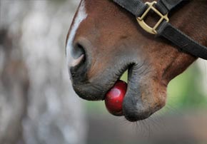 ulcere chevaux