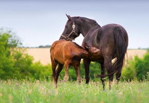 Gestion post-poulinage : la conduite du colostrum et le développement du poulain.