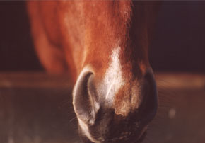 gourme chevaux