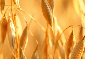 Alimentation : Qu’est-ce qu’un grain floconné ?