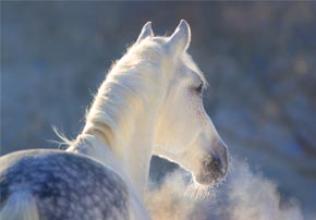 Comment éviter la grippe, gourme et rhinopneumonie chez le cheval