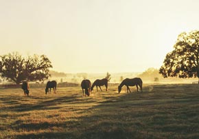 Quelles haies pour vos chevaux