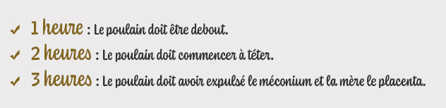 Poulain orphelin : comment réussir son adoption ?