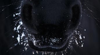 Maladies hiver chevaux