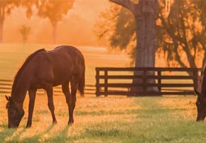Horloge biologique chez le cheval : Quels sont les facteurs qui influencent la vie de nos chevaux ?