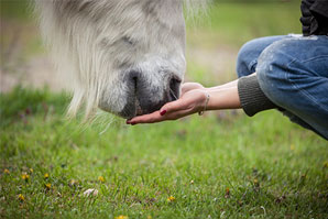 huiles dans la ration des chevaux