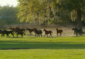 Lutter contre les insectes sur les chevaux