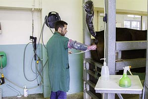 Quelle ration en cas d’ulcères gastriques chez votre cheval ?