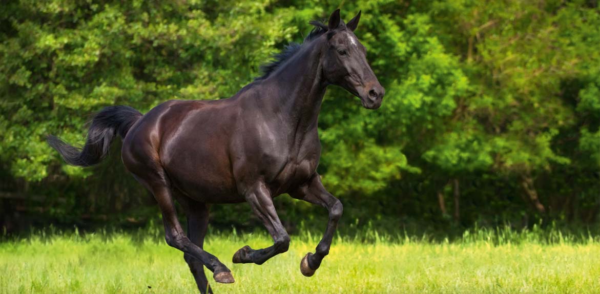 L’intérêt des haies autour des pâtures pour chevaux L’intérêt des haies autour des pâtures pour chevaux