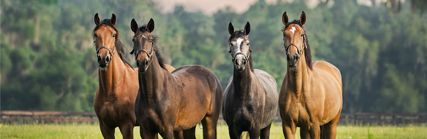 La retraite du cheval La retraite du cheval