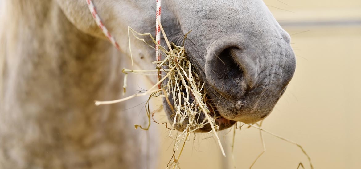 L’intérêt de l’alimentation sans céréales pour un cheval L’intérêt de l’alimentation sans céréales pour un cheval