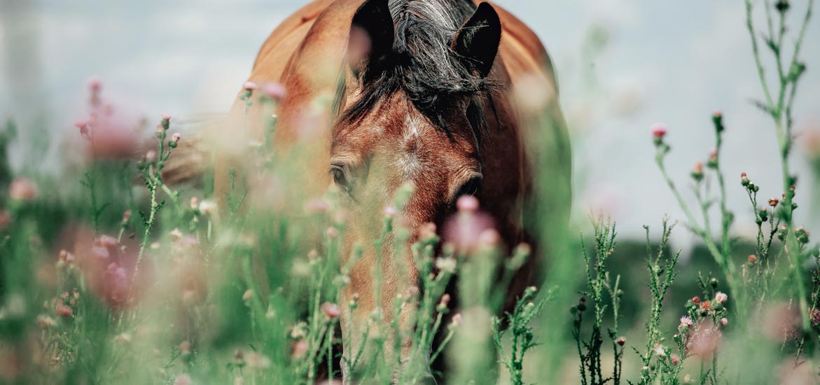 L’intérêt des plantes médicinales chez le cheval L’intérêt des plantes médicinales chez le cheval
