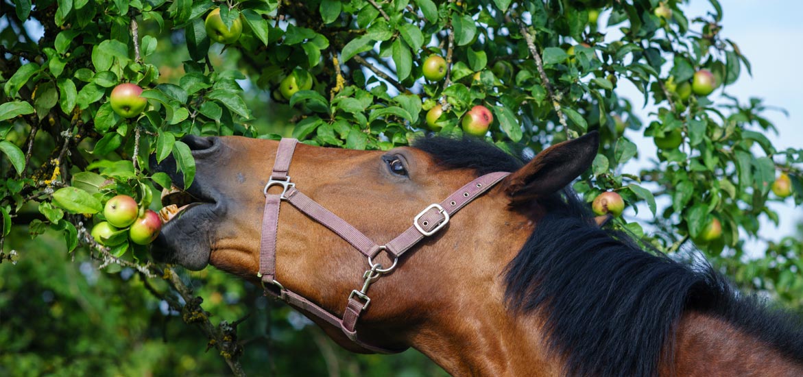 FOCUS NUTRITION EPISODE 1 : Le bouchon œsophagien chez le cheval FOCUS NUTRITION EPISODE 1 : Le bouchon œsophagien chez le cheval