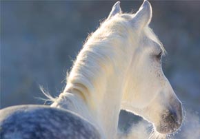 LE BRONCHOPHYT : La phytothérapie au service du système respiratoire de votre cheval.