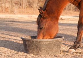 Le mash : quel intérêt pour mon cheval et comment le choisir?