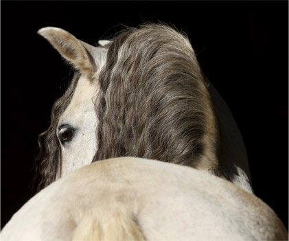 Le logement a-t-il une incidence sur le comportement de nos chevaux ? Le logement a-t-il une incidence sur le comportement de nos chevaux ?