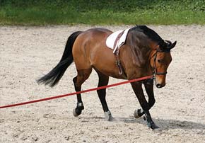 longe chevaux